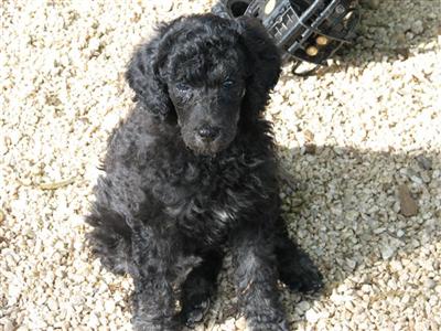 Puppies in GA